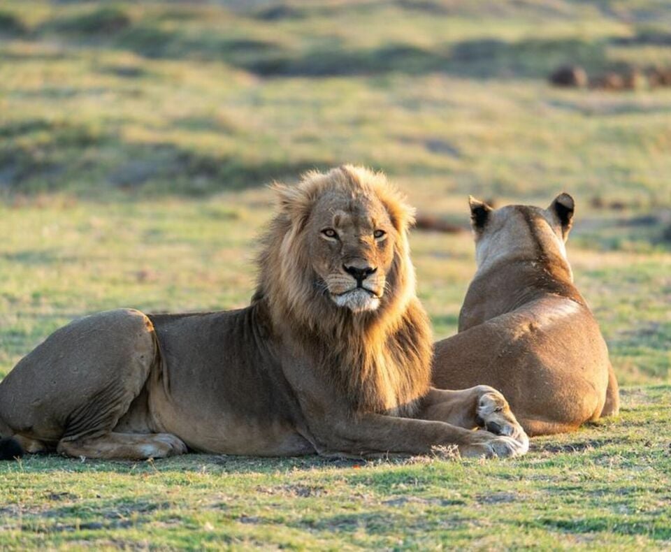 Kemer Çıkışlı Aslan Safari Turu