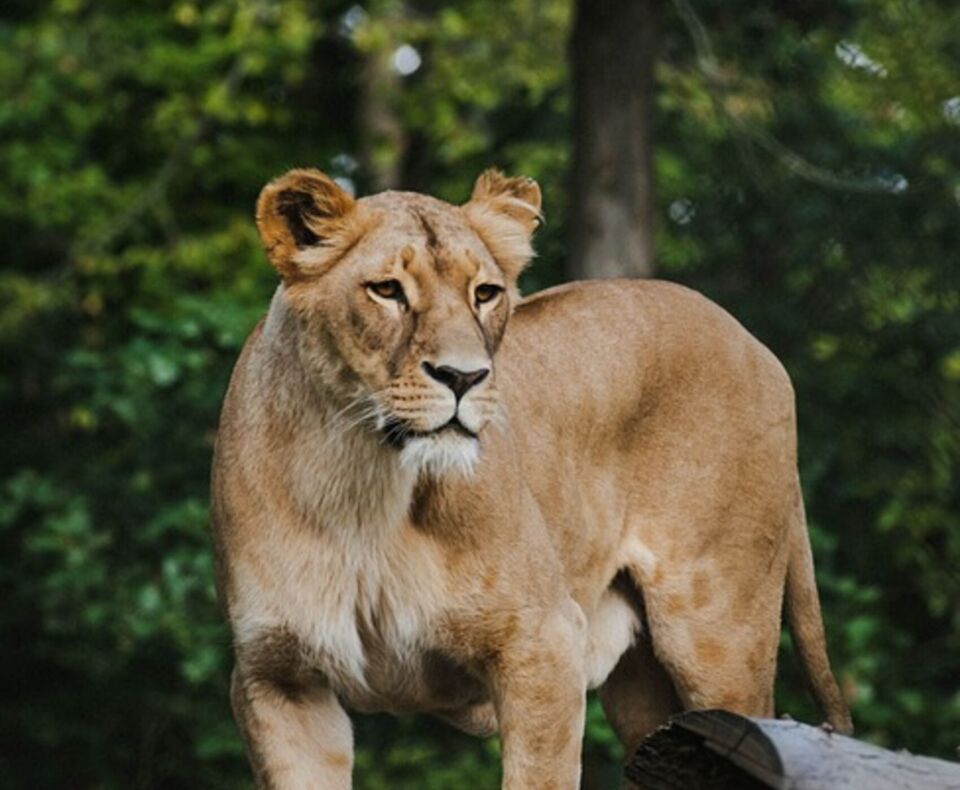 Kemer Çıkışlı Aslan Safari Turu