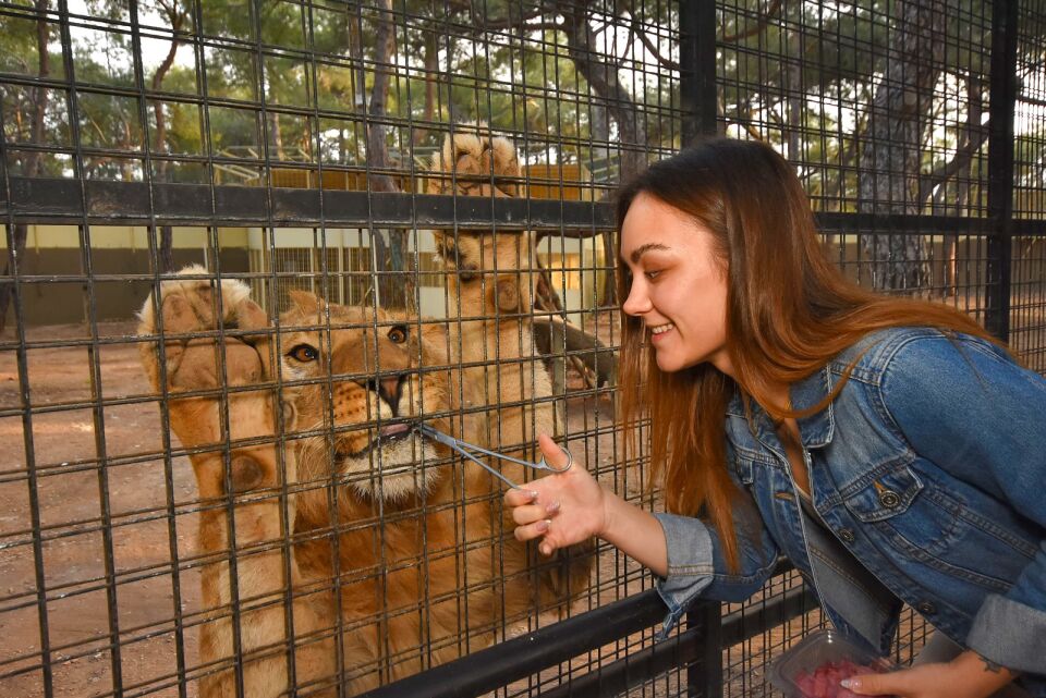 Kemer Çıkışlı Aslan Safari Turu