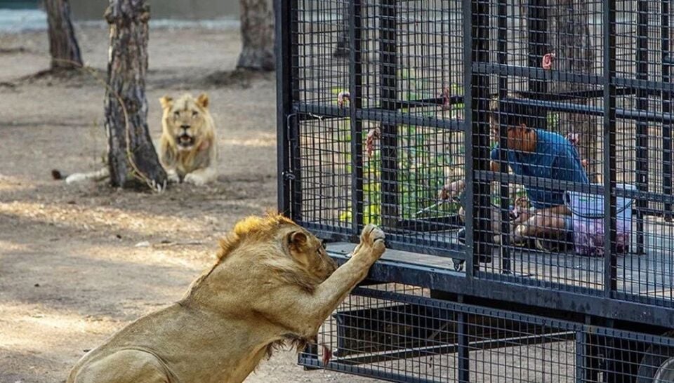 Kemer Çıkışlı Aslan Safari Turu